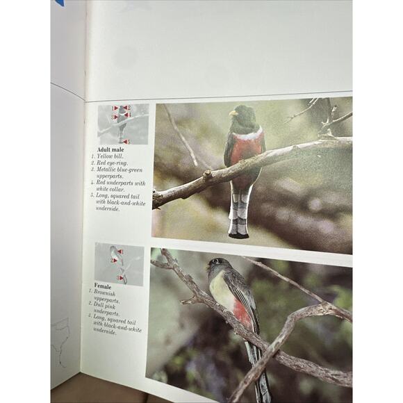 The Audubon Society Master Guide to Birding, Vol. 2: Gulls to Dippers - Picture 5 of 6